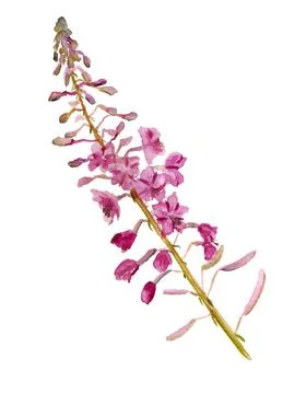Flowers of fireweed Stock Illustration