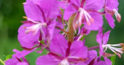 Flowers of Fireweed. Rosebay Willowherb close-up, starts from soft focus. Stock Footage 77382939