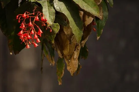 Flowers of a flame tree. Foto stock