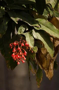 Flowers of a flame tree. Stock Photos