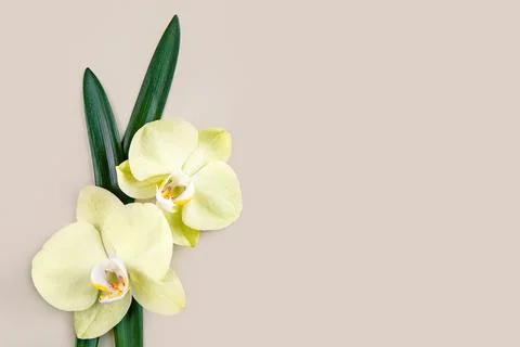 Flowers flat lay on beige background, yellow orchids border, copy space Stock-Fotos