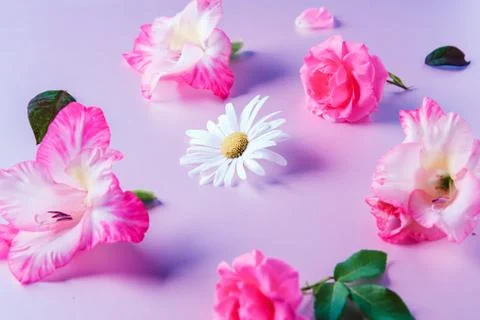 Flowers flat lay. Stock Photos