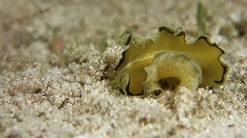 Flower's flatworm Stock Footage 134242482