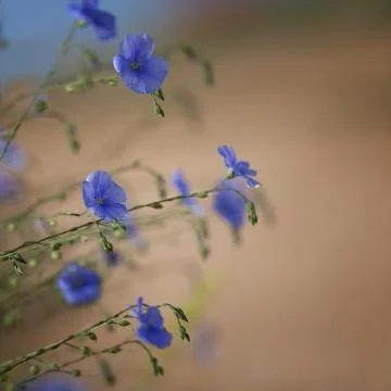 Flowers of flax Stock Photos