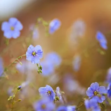 Flowers of flax Stock Photos