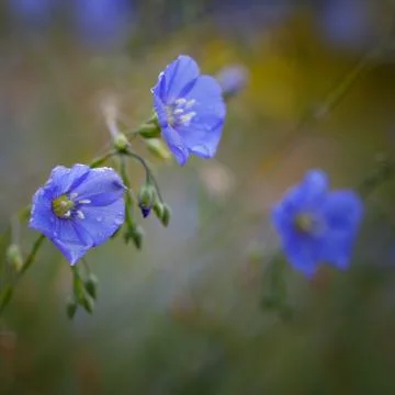 Flowers of flax Stock Photos