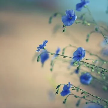 Flowers of flax Stock Photos