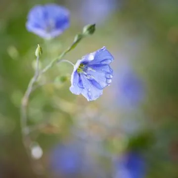 Flowers of flax Stock Photos