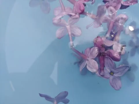Flowers float in the water. Stock Photos