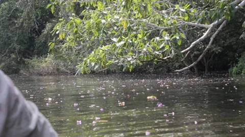 Flowers floating on the Amazon Stock Footage 46623355