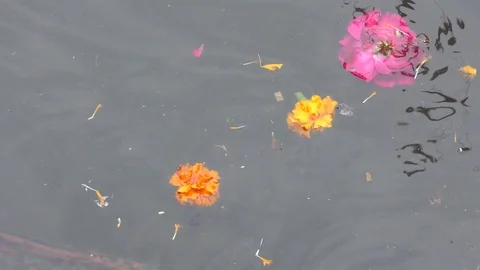 Flowers floating in dirty and polluted river water. Stock Footage 126770184