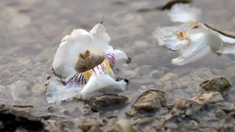 Flowers floating in water 動画素材 264005390