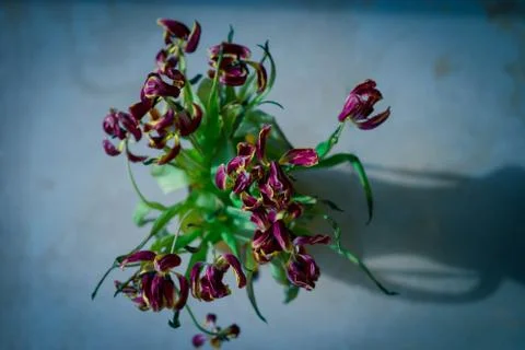Flowers on the floor Stock Photos