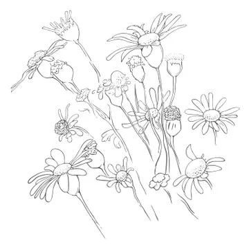 Flowers floral linear background Stock Illustration