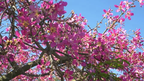 Flowers of floss silk tree tree in slow motion in 4K slow motion Vídeo Stock 88773882