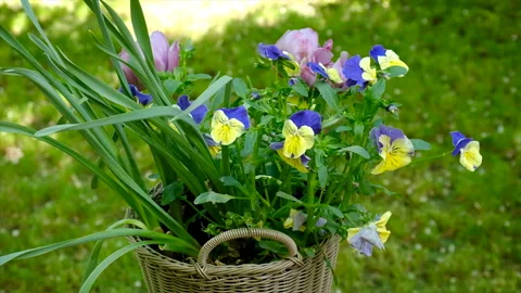Flowers in a flower bed in a basket. Selective focus. Stock Footage 220797938