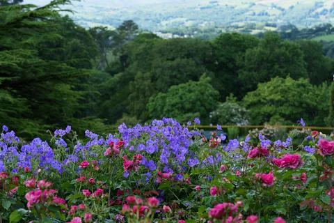 Flowers on a flower bed. Stock-Fotos