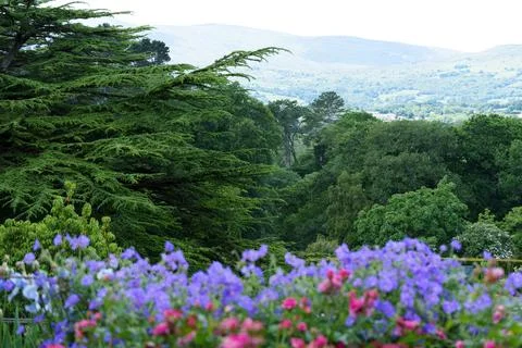 Flowers on a flower bed. Fotos Stock