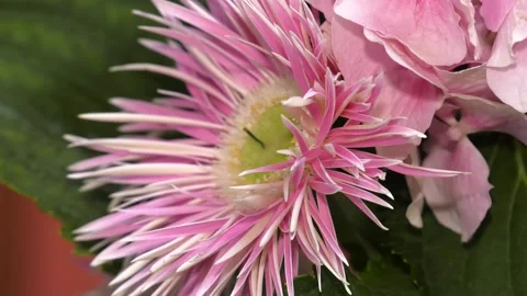 Flowers in a flower shop. Stock-Footage 120289916