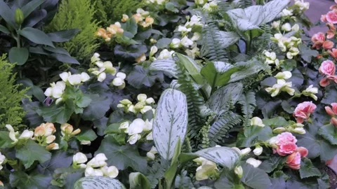 Flowers in a flower store. Stock Footage 231904385