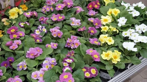 Flowers in a flower store. Vidéo 231904387