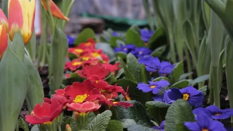 Flowers in a flower store. Stock Footage 231904390