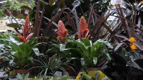 Flowers in a flower store. Stock Footage 231904391