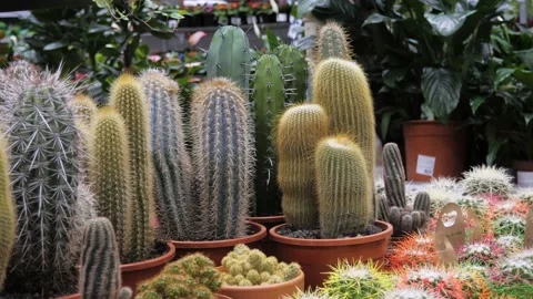 Flowers in a flower store. Stock Footage 231904392