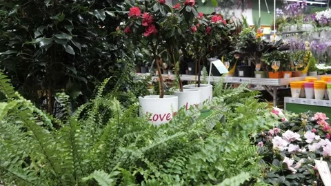 Flowers in a flower store. Stock Footage 231904402