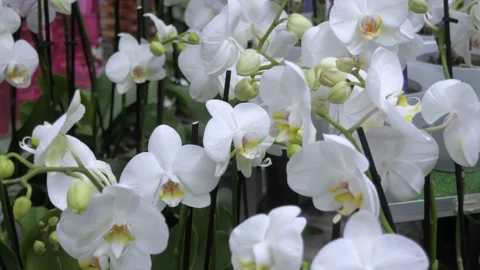 Flowers in a flower store. Vidéo 231904406