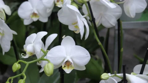 Flowers in a flower store. Stock Footage 231904410