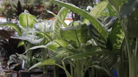 Flowers in a flower store. Stock Footage 231904425
