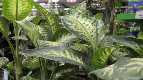 Flowers in a flower store. Stock Footage 231904426