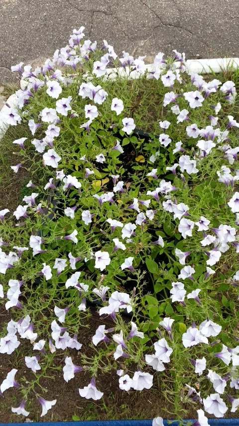 Flowers in a flowerbed fluttering in the wind. Vertical video Stock Footage 282445520