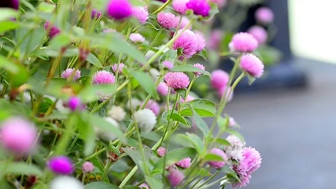 Flowers in flowerbed Stock Footage 93926673