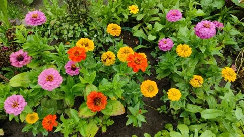 Flowers in a flowerbed in the garden 動画素材 340174702