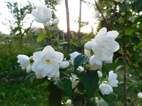 Flowers on the flowerbed Stock Photos