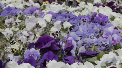 Flowers in a flowerbed in spring Stock Footage 302423063