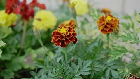 Flowers in the flowerbed in summer close-up Stock Footage 126289869