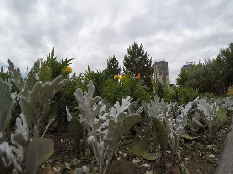 Flowers in a flowerbed in the wind Stock Footage 76816354