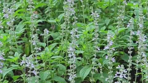 The flowers of the flowering lavender. Stock Footage 305366288