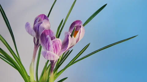 Flowers Flowering Timelapse Stock Footage 61243320