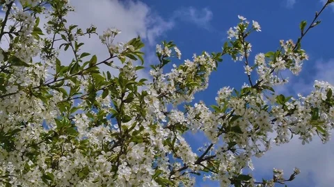 Flowers on a flowering tree Video stock 92591396