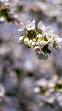 The flowers of a flowering tree in spring Stock Photos