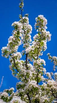 The flowers of a flowering tree in spring Stock Photos
