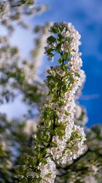 The flowers of a flowering tree in spring Stock Photos