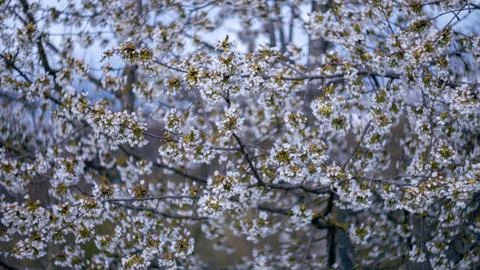 The flowers of a flowering tree in spring Stock Photos