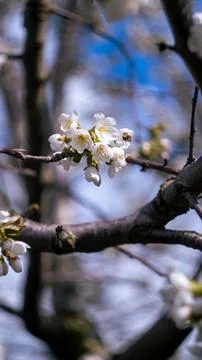 The flowers of a flowering tree in spring Stock Photos