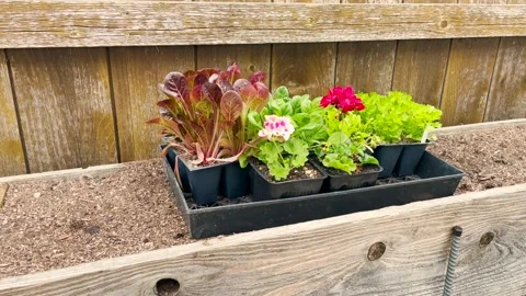 Flowers in a flowerpot Stock Footage 239797020