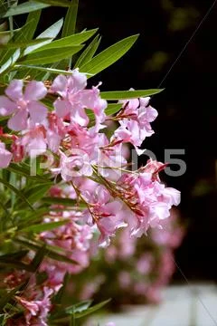 Flowers (flowers in the botanic garden) Stock Photos